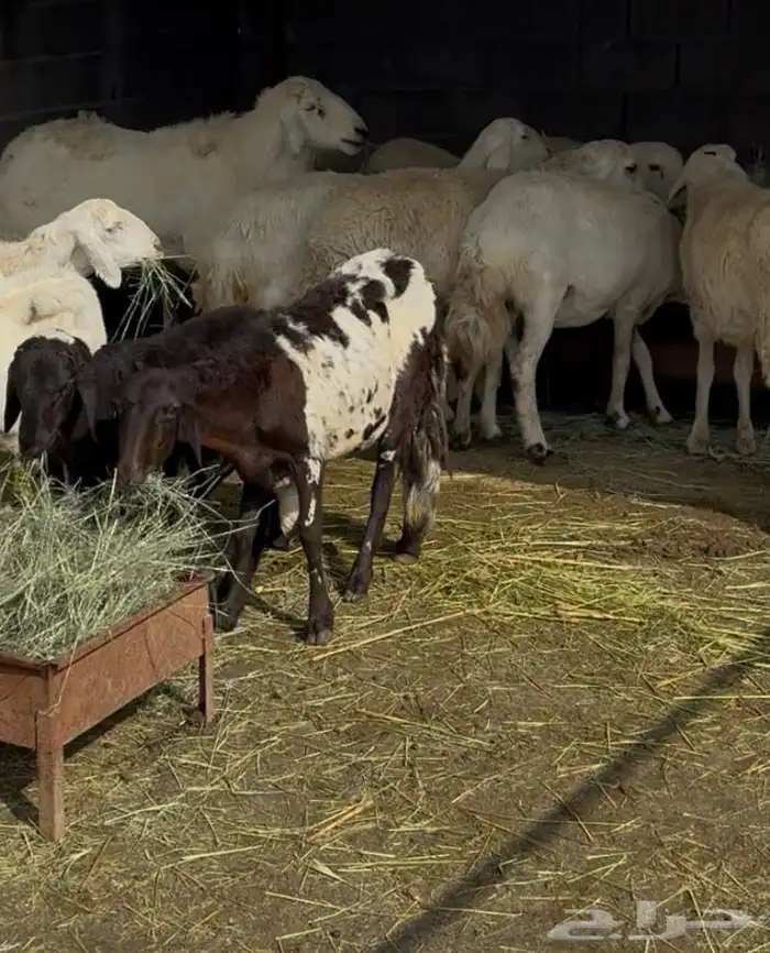 سواكنيه ربع مع ولدها ومضربه الأم 0