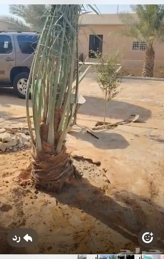 يوجد لدينا نخل للبيع 3