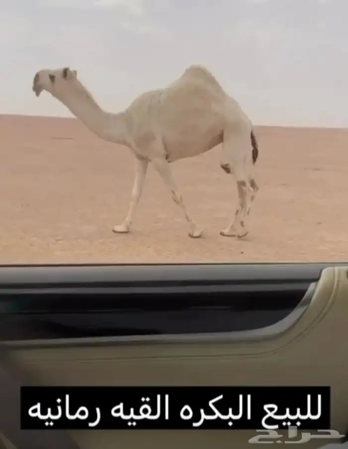 لبيع بكره لقحه 1