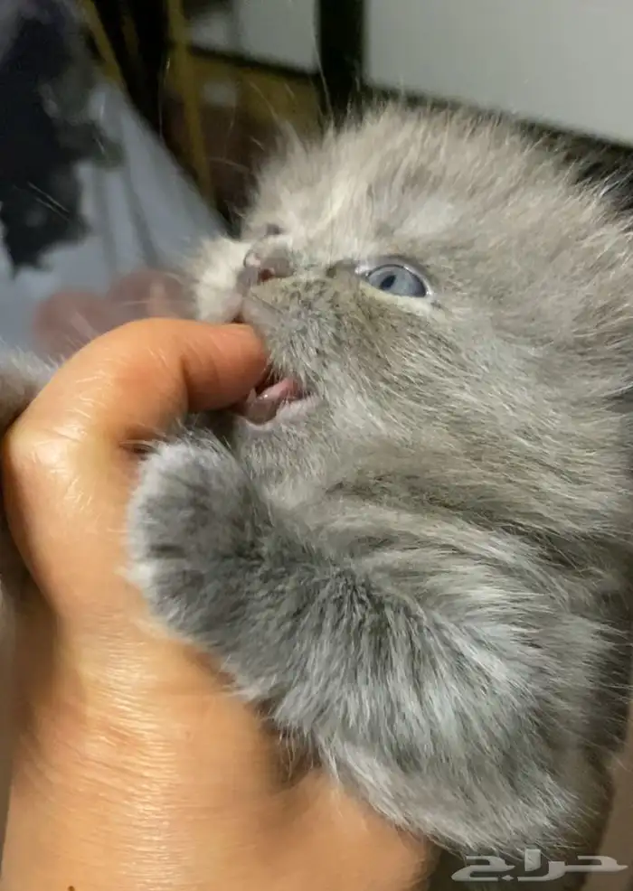 كتتن شيرازيه للبيع 4