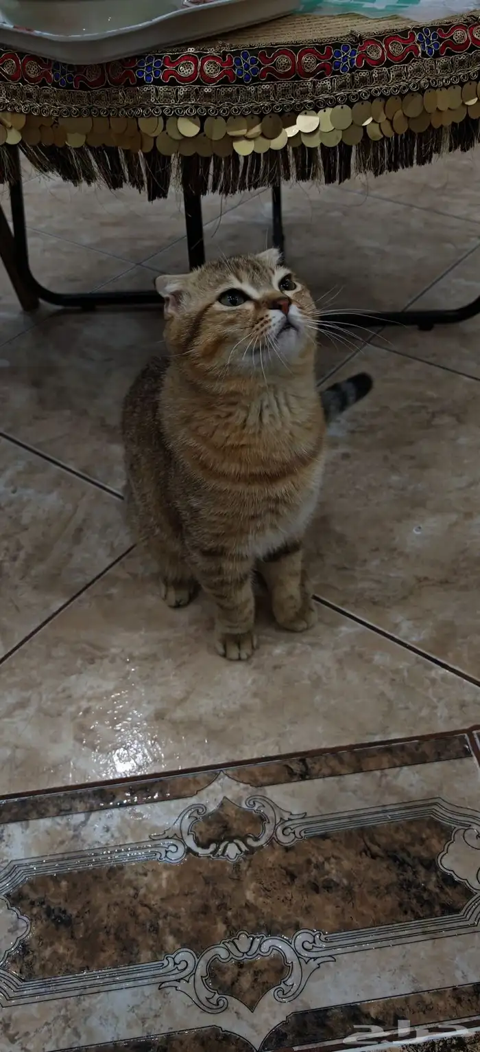 قطط ذكور للتزاوج 4