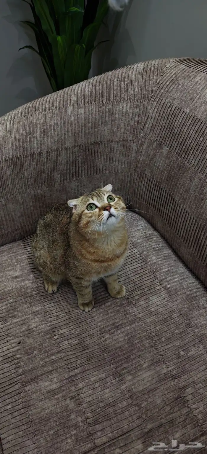 قطط ذكور للتزاوج 5