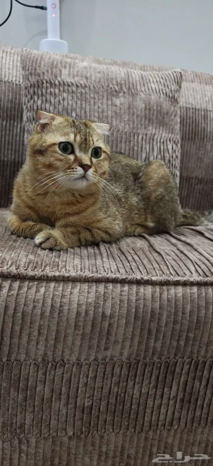 قطط ذكور للتزاوج 3