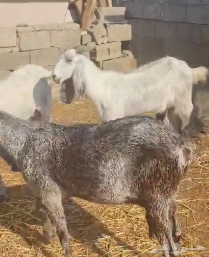 معزا للبيع 7