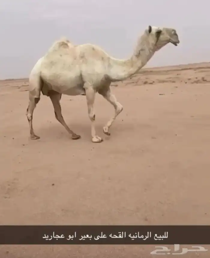 لبيع بكره لقحه 3