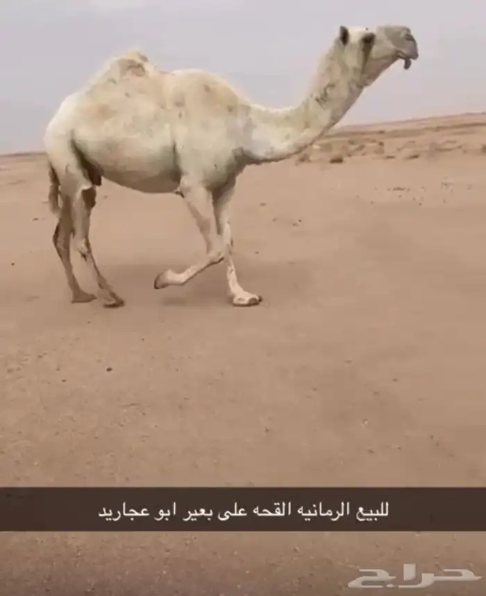لبيع بكره لقحه 2