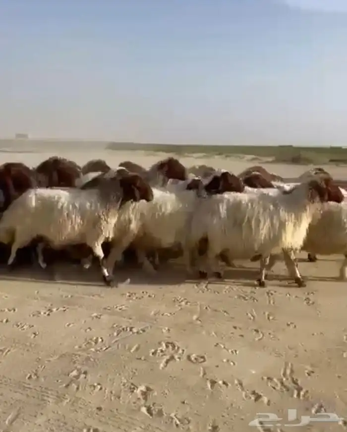 غنم نعيم مقاني طيبه للبيع 4