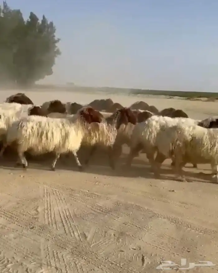 غنم نعيم مقاني طيبه للبيع 7