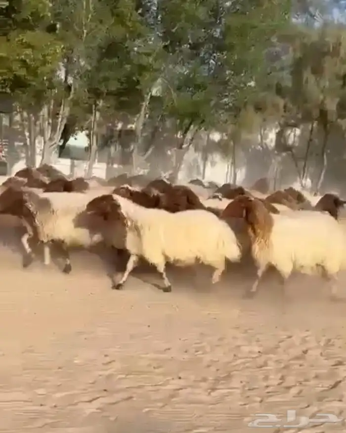 غنم نعيم مقاني طيبه للبيع 2