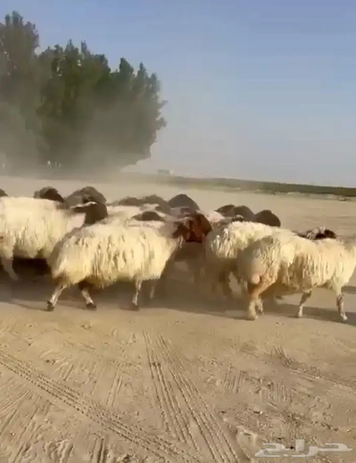 غنم نعيم مقاني طيبه للبيع 5