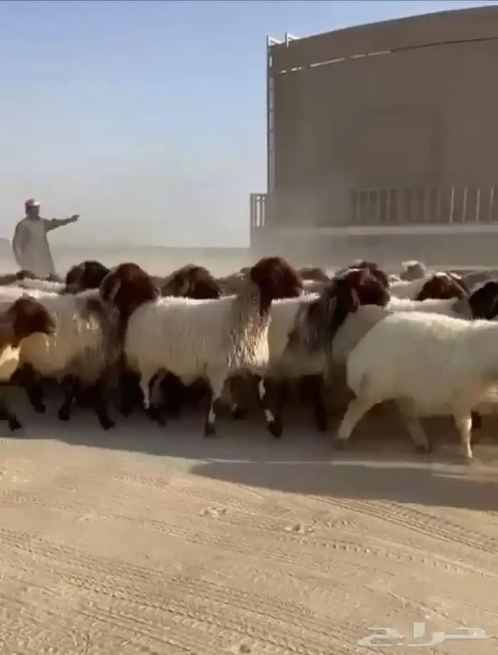 غنم نعيم مقاني طيبه للبيع 0