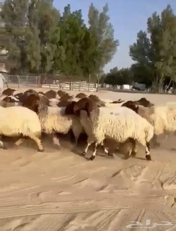 غنم نعيم مقاني طيبه للبيع 6