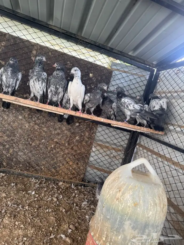 حمام بكستاني(تم البيع ) 8