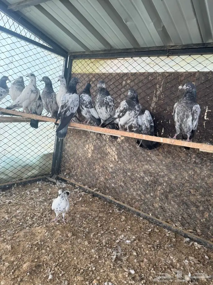 حمام بكستاني(تم البيع ) 7