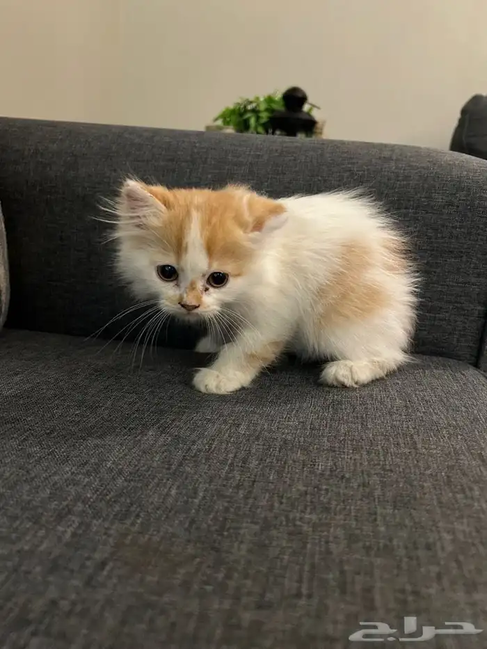 قطط للتبني 2