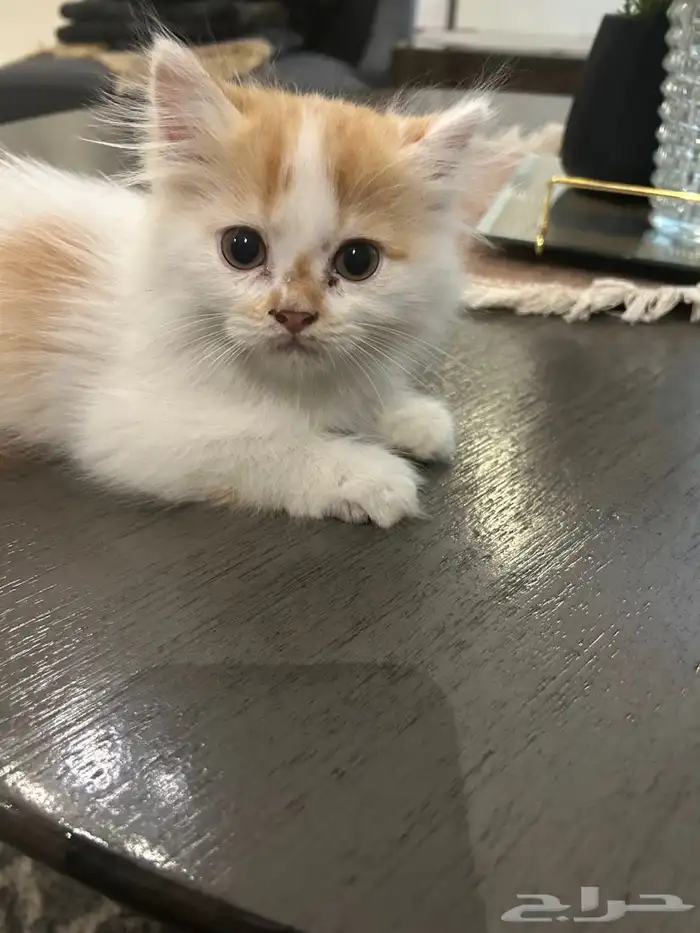 قطط للتبني 0