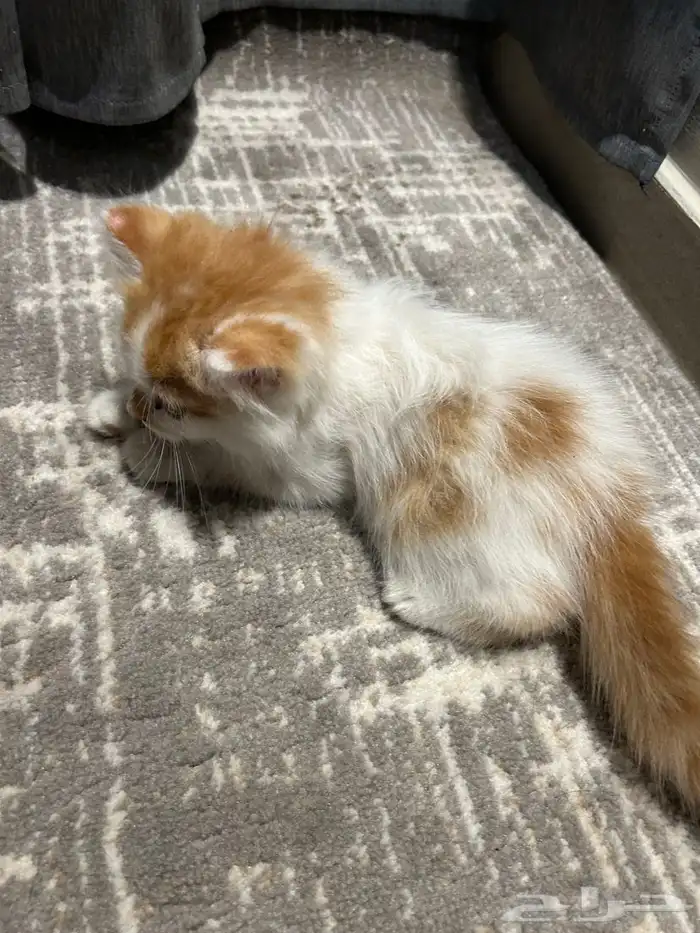 قطط للتبني 1