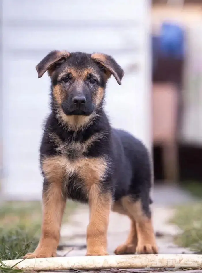 جراء جيرمن شيبرد الذاكبه جاهزه اليوم للاستيراد من روسيا 0