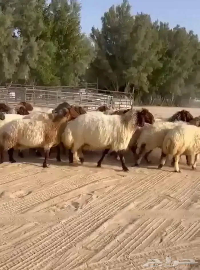 غنم نعيم مقاني طيبه للبيع 3