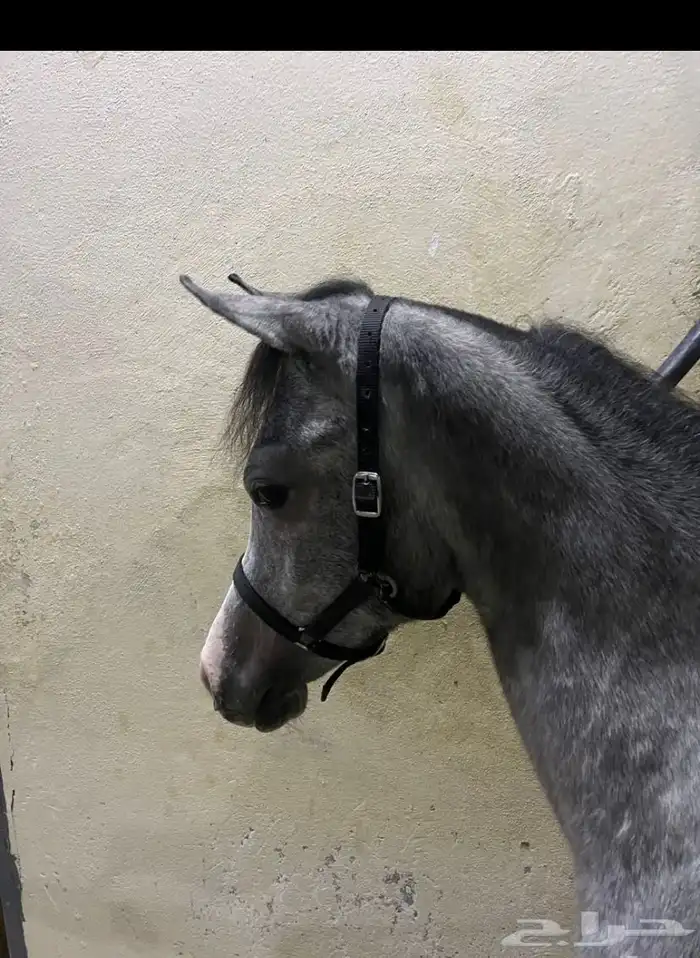 مهر قريب عسف 1