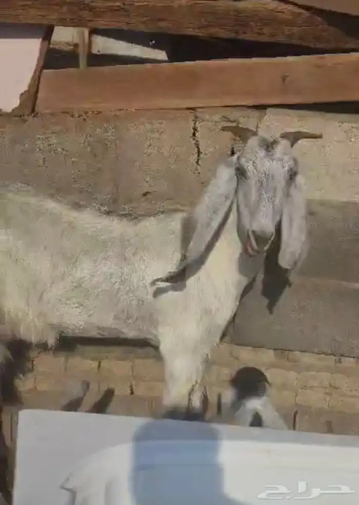 معزا للبيع 4