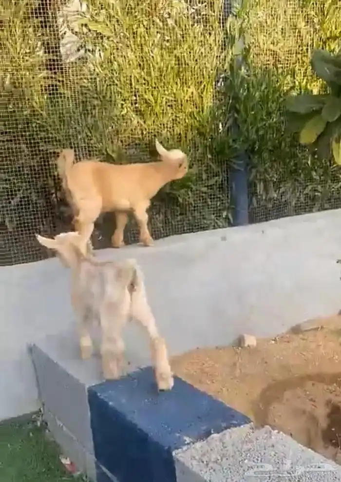 تيوس قزميه عمرها 15 يوم 0