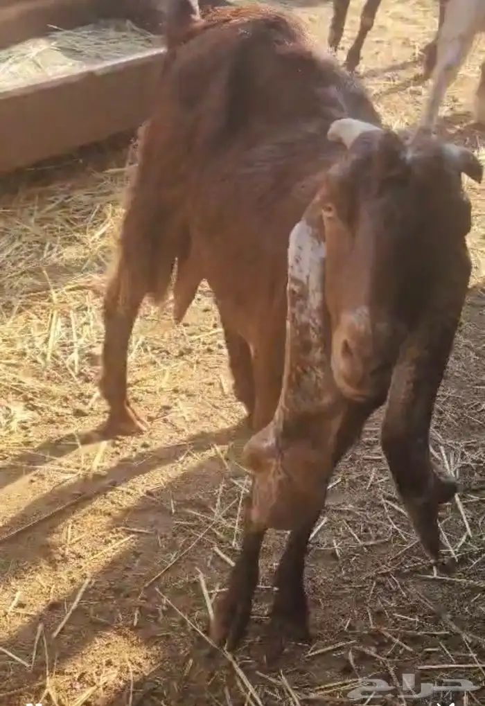 معزا للبيع 2