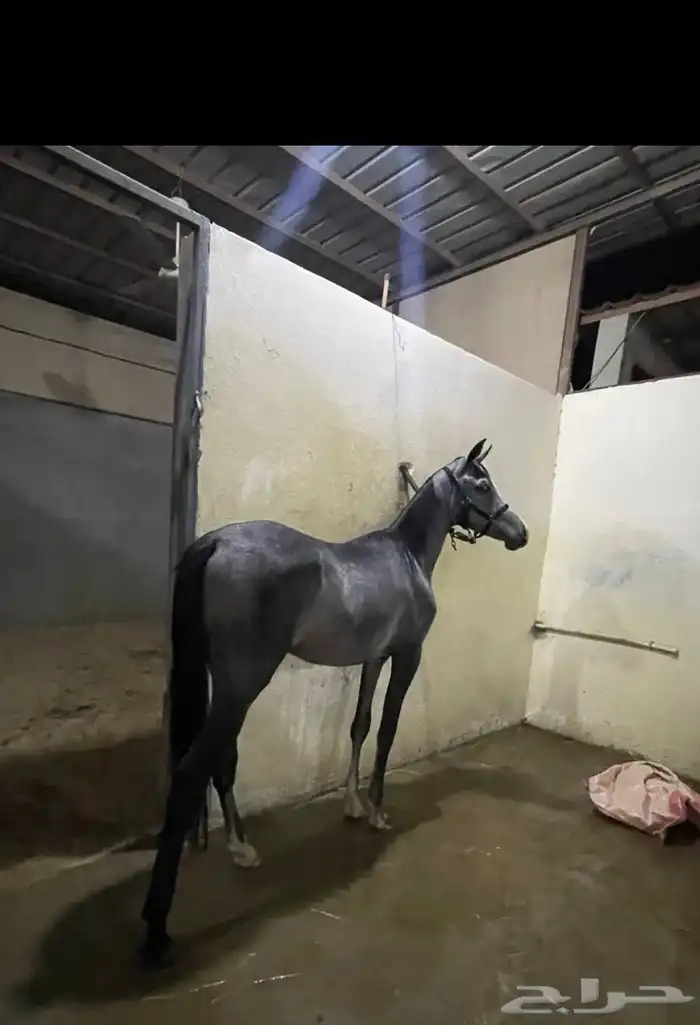 مهر قريب عسف 0