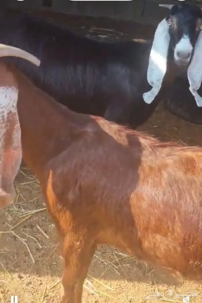 معزا للبيع 6