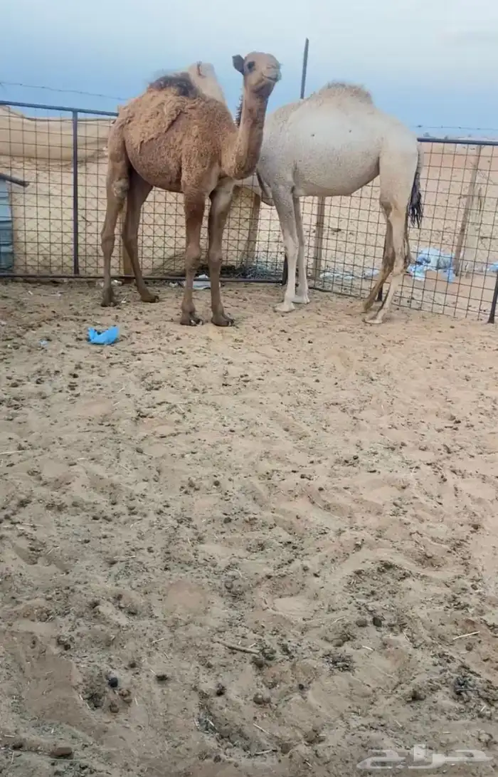 قعود وبكره 3