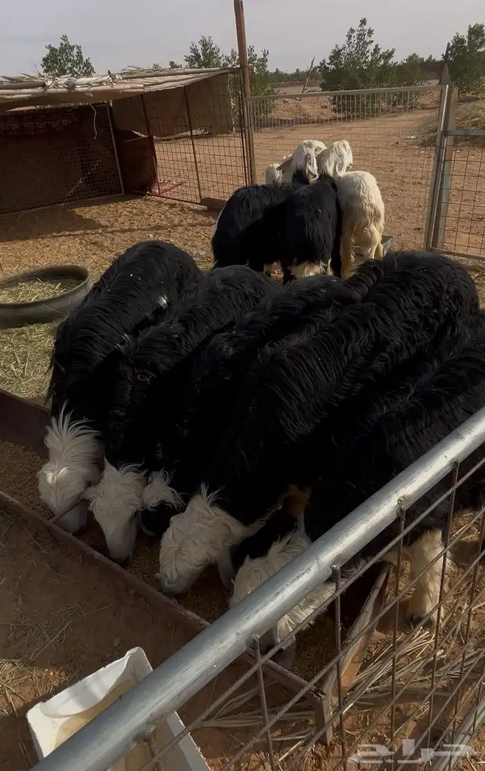 طليان ذبايح جمله وتفريد 2