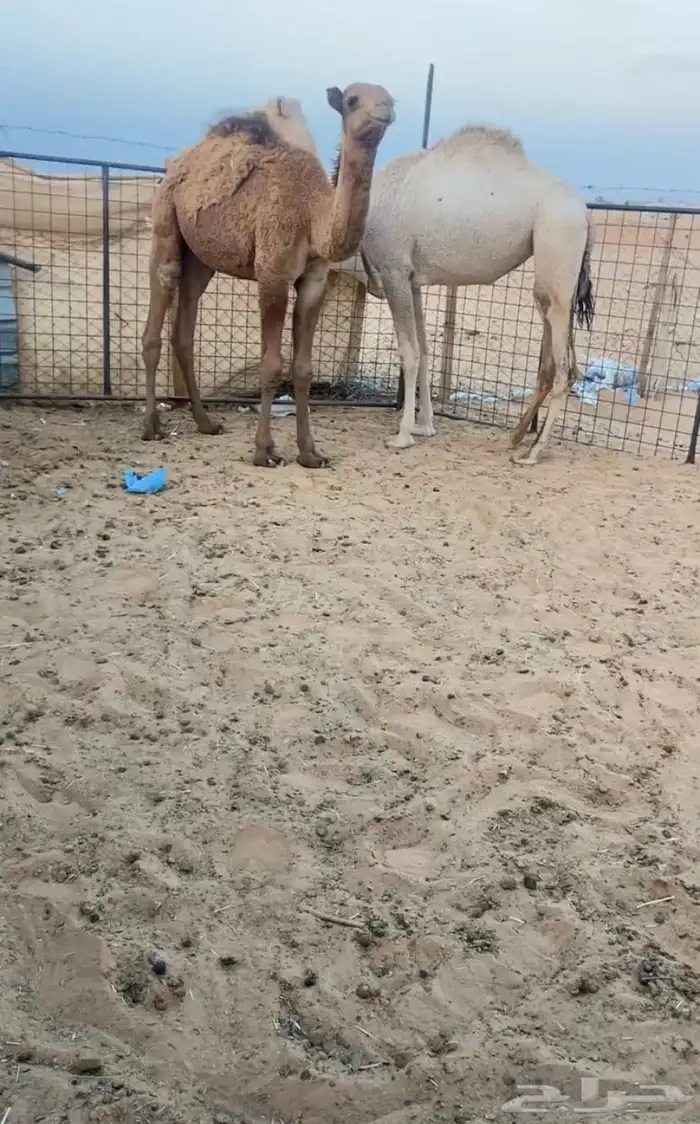 قعود وبكره 0