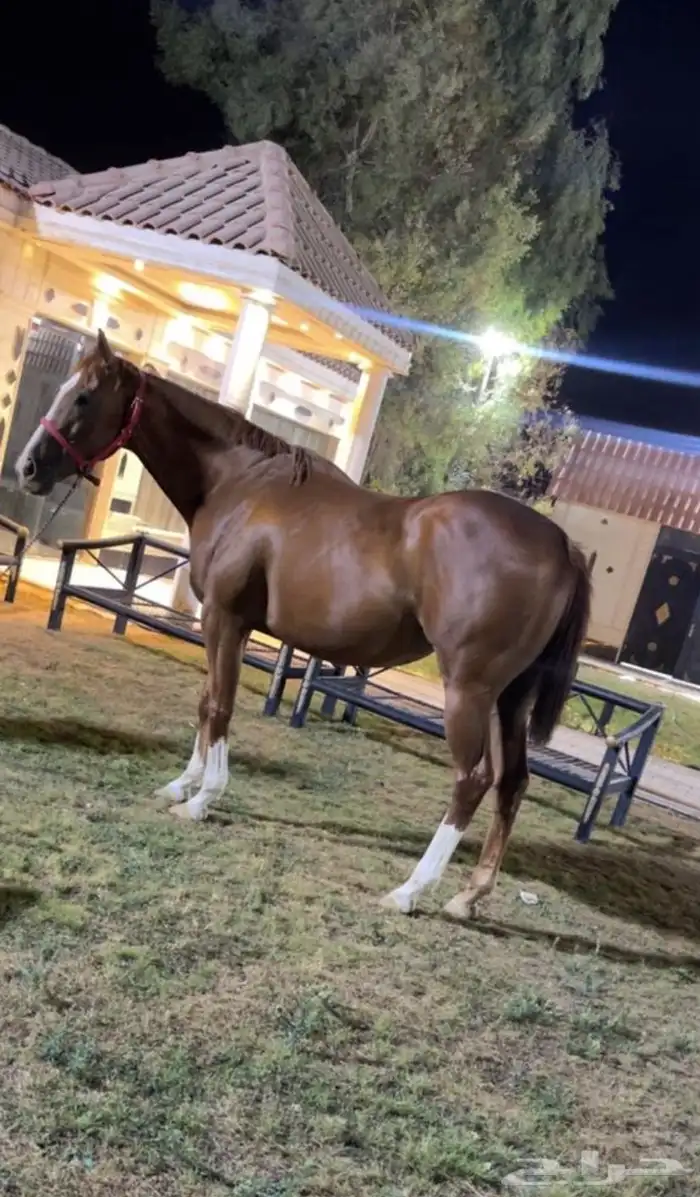 رمكه انقليزيه فرس سباق للبيع 0