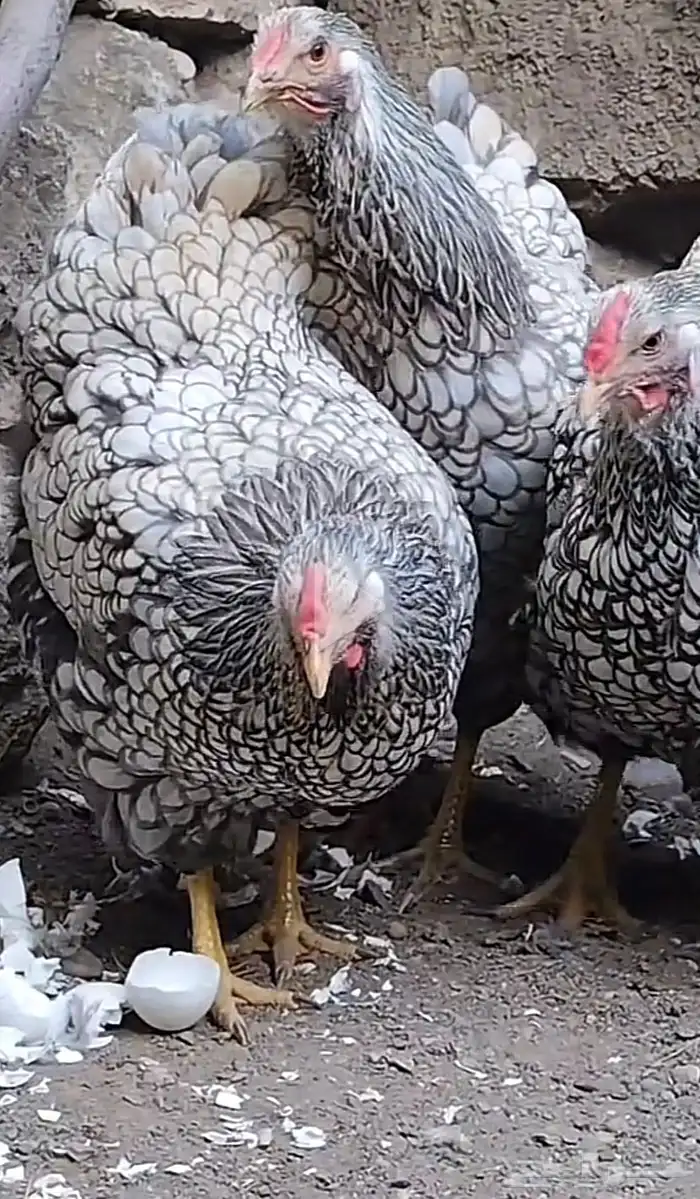 بيض دجاج واين دوت النادر 5