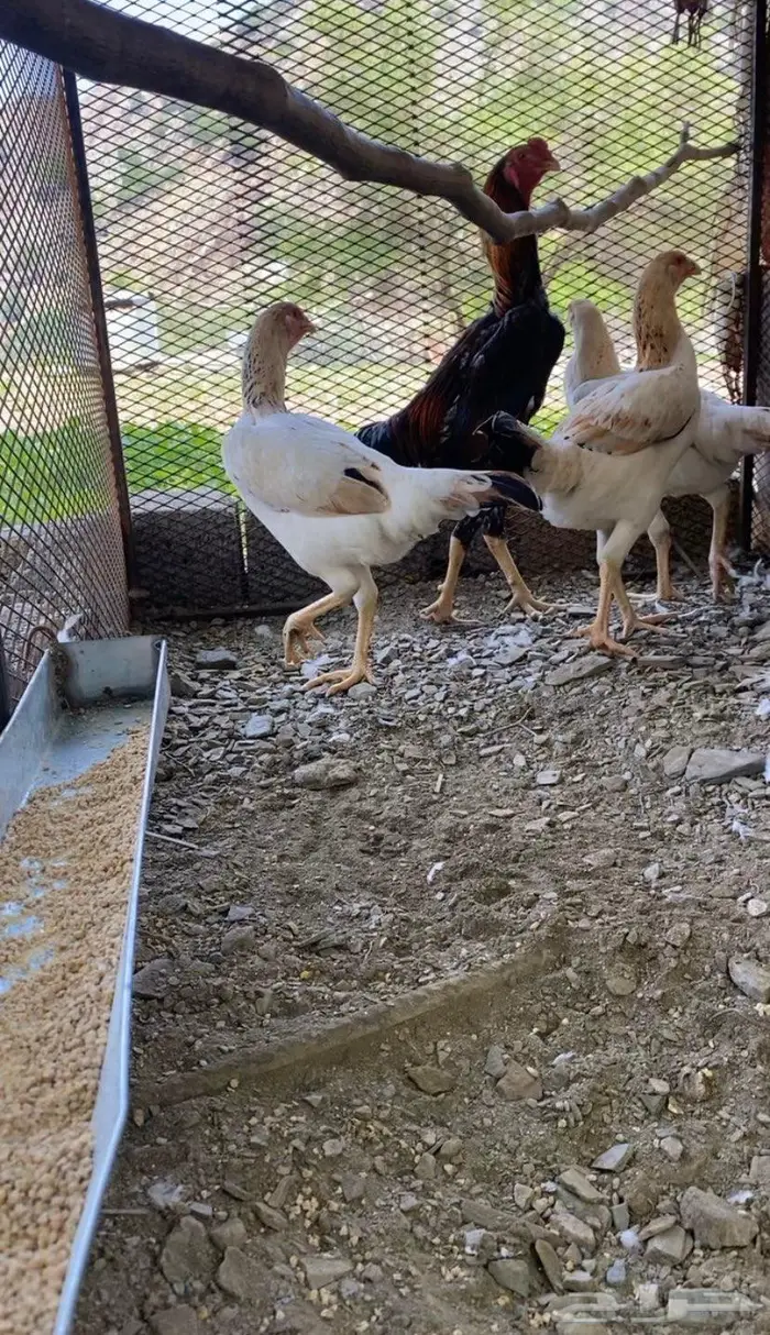 شامو ياباني 1