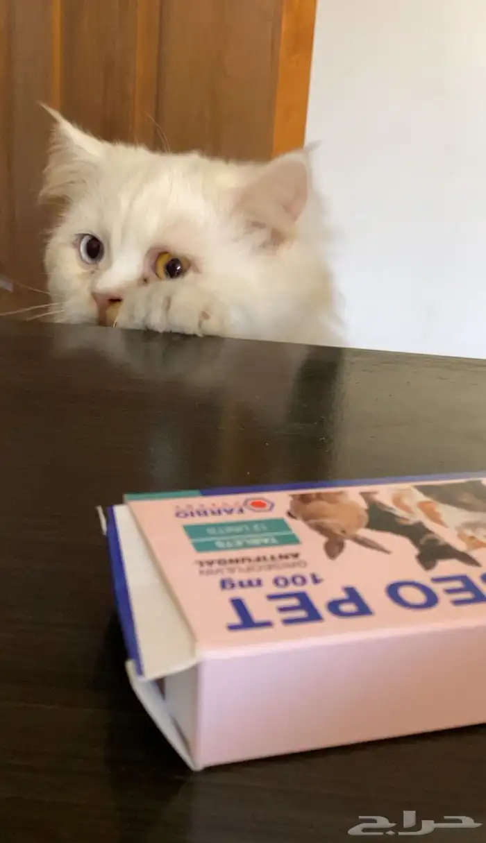 قط حنون ابيض للتبني بالدمام 0
