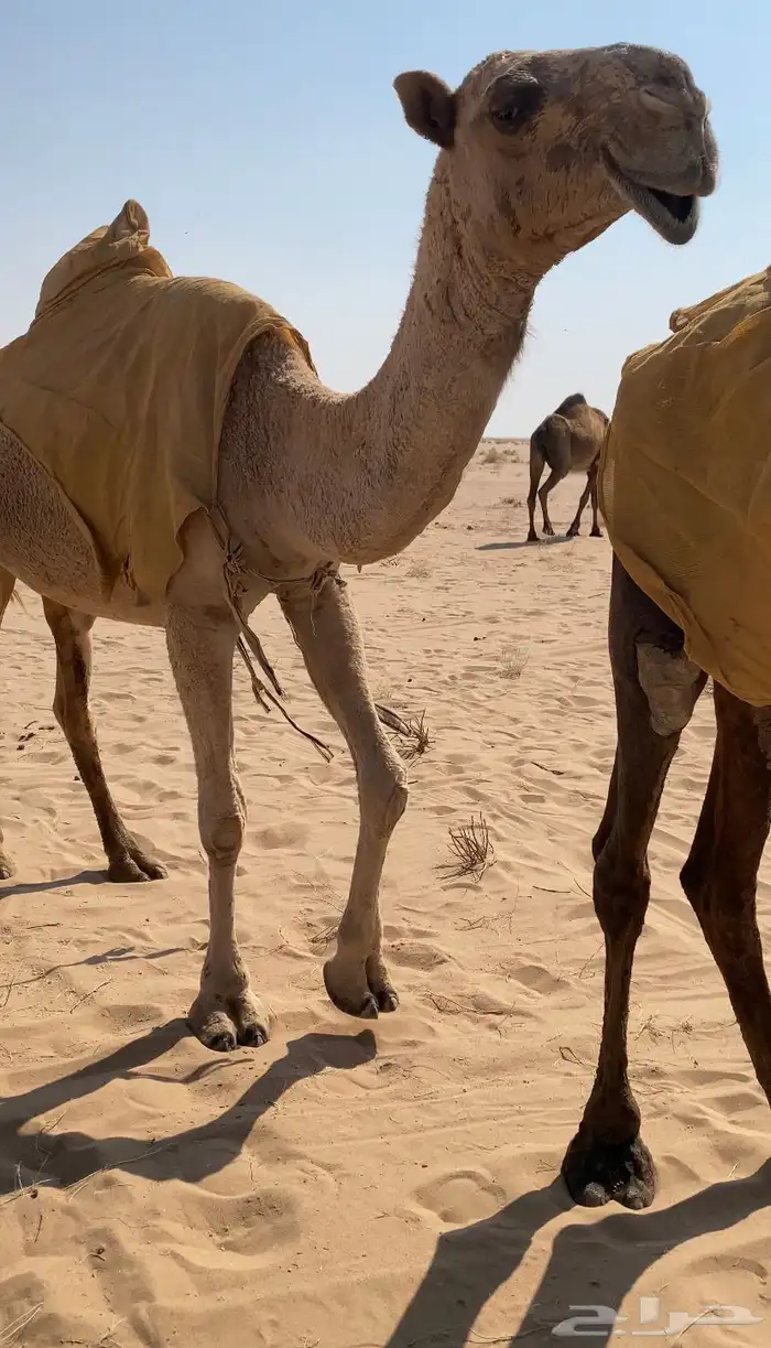 بكرة لقية معشر ابوها بعير ابن وديد الحبش 0