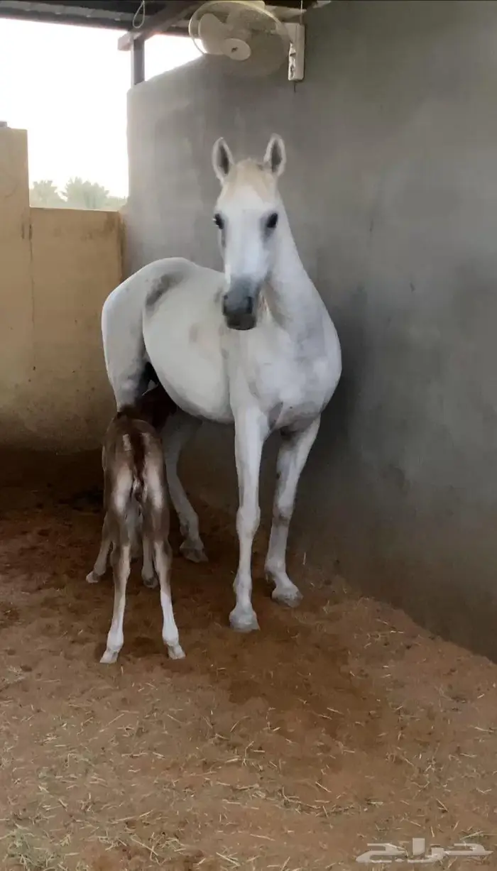 مربط خيل للإيجار باالكامل 1