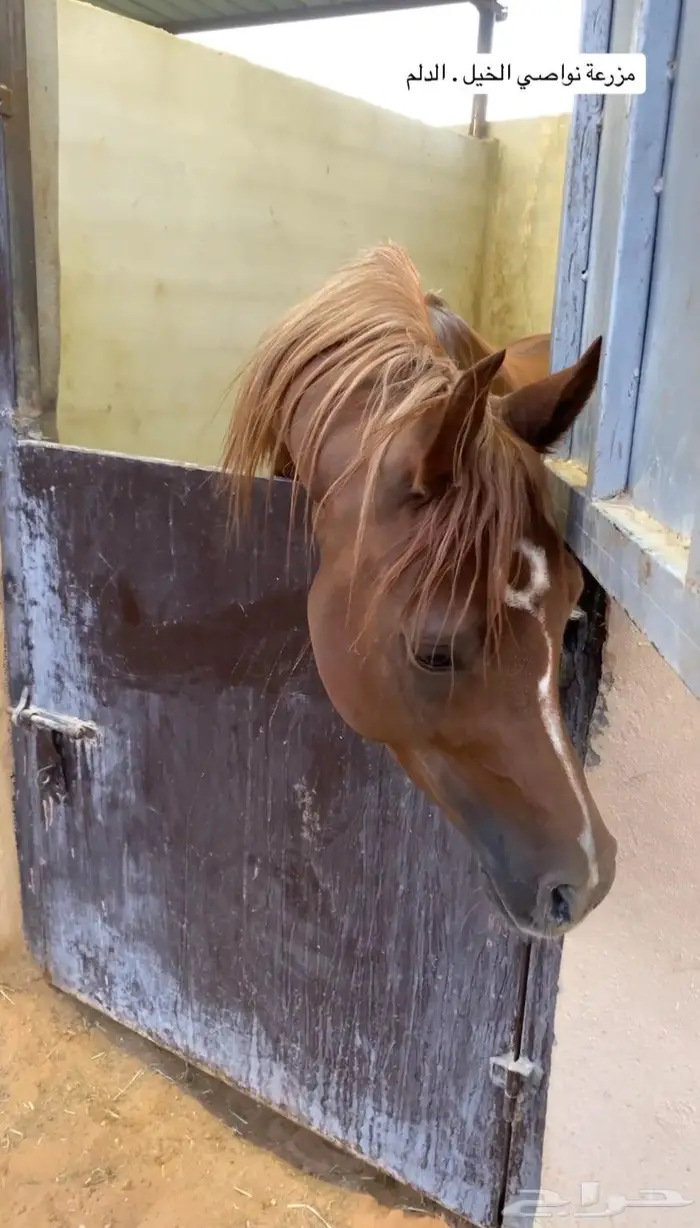 مربط خيل للإيجار باالكامل 2