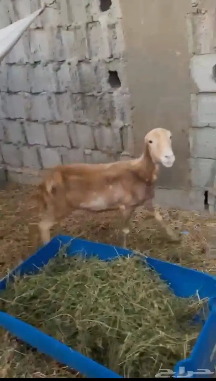 نعاج رفيده 0