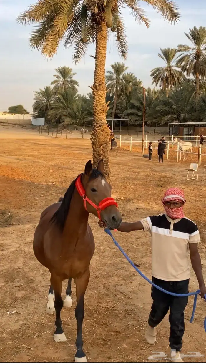 مربط خيل للإيجار باالكامل 4