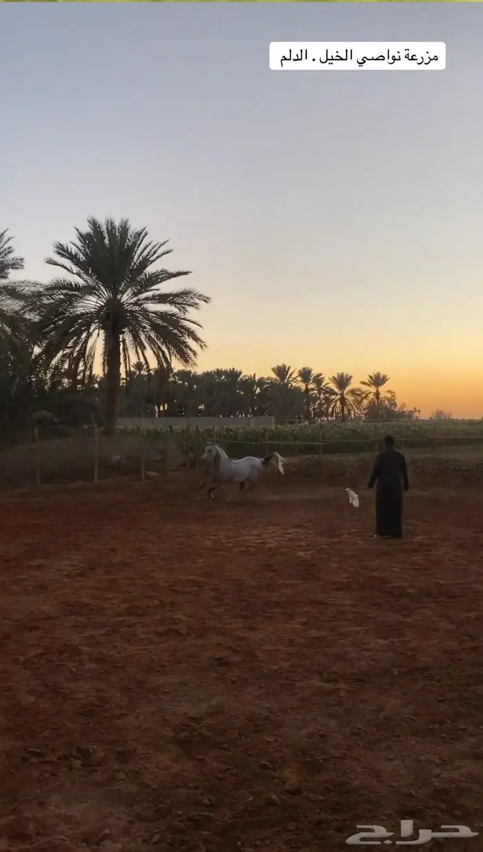 مربط خيل للإيجار باالكامل 3