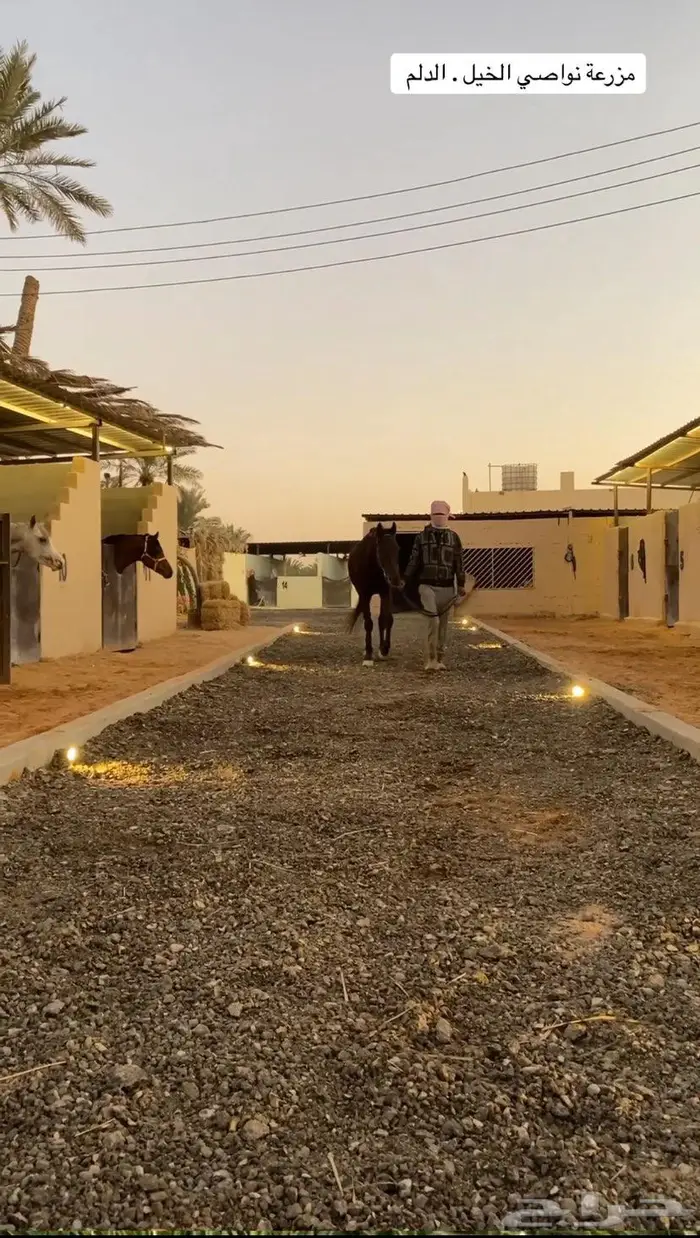 مربط خيل للإيجار باالكامل 0