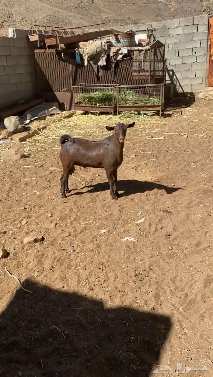 تيس مشروع فحل 2