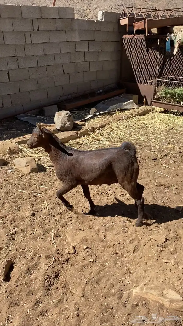 تيس مشروع فحل 0