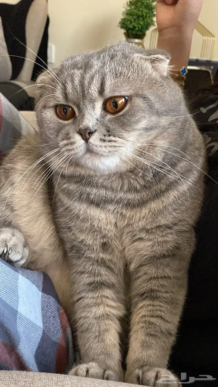 قط ضايع بالدمام حي النزهة 3