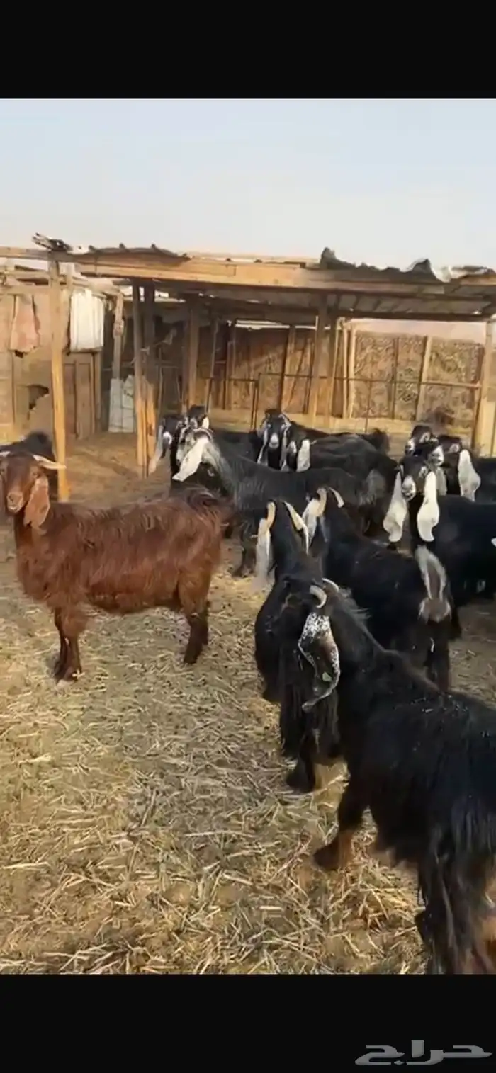 معزا عوارض خصم حصيب تصبح تمسي 5