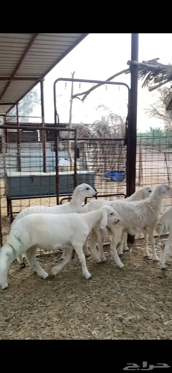 بهم حري للبيع عدد 5 1