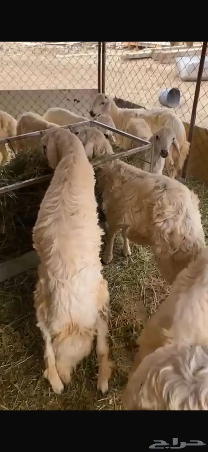 11 خروف جذعان 0