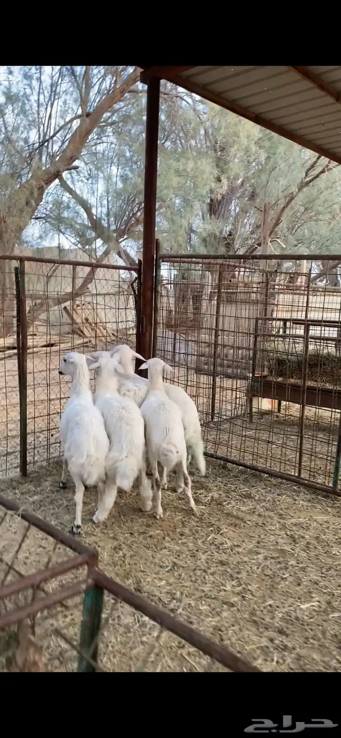 بهم حري للبيع عدد 5 0